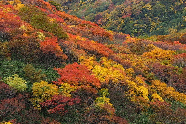 宮城県に紅葉の季節がやってきました