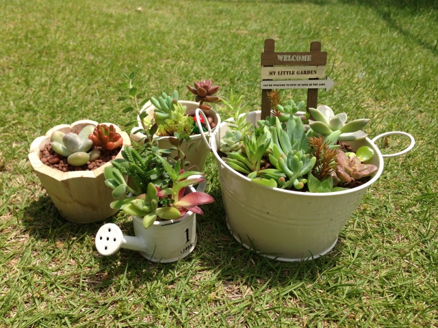 多肉植物の寄せ植えで冬もグリーンを楽しむ 永大ハウス工業